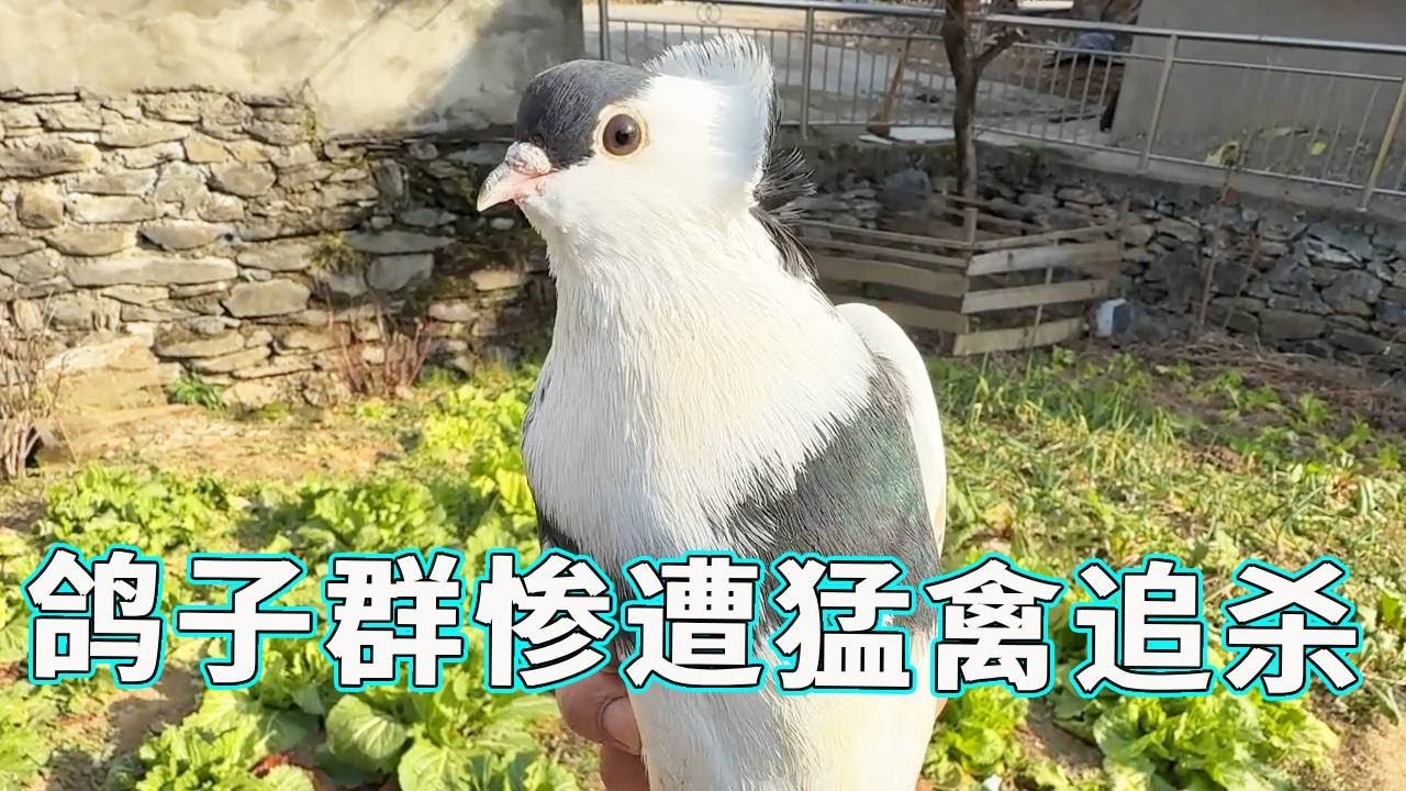 鸽子群惨遭猛禽追杀，还好小鸽子够聪明否则将会出现一锅端的世界名画，还是自己的“小窝”最安全！【天下一场梦】