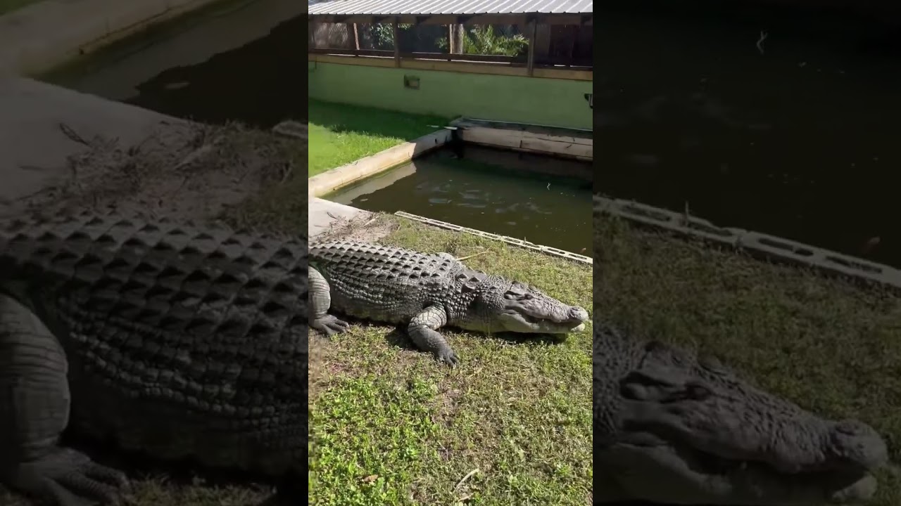 jacar&eacute; atacando seu cuidador no zool&oacute;gico