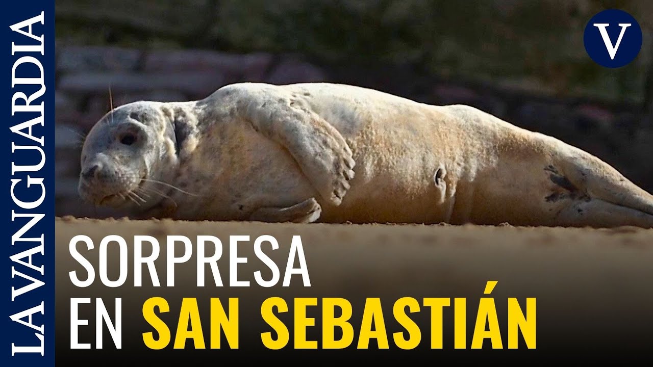 Una joven foca gris aparece en la playa de La Concha de San Sebastián
