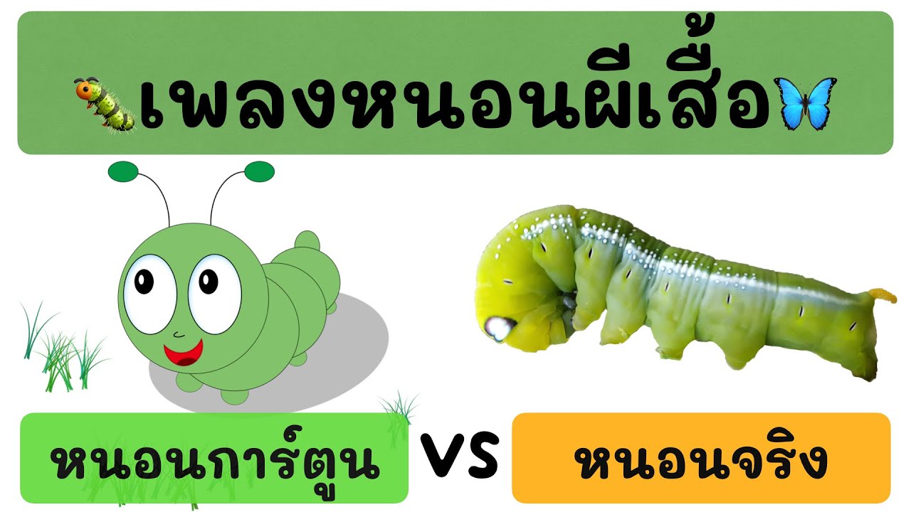 รวมเพลงหนอนผีเสื้อ (หนอนการ์ตูน VS หนอนจริง) l เพลงเด็ก l สื่อการเรียนการสอน