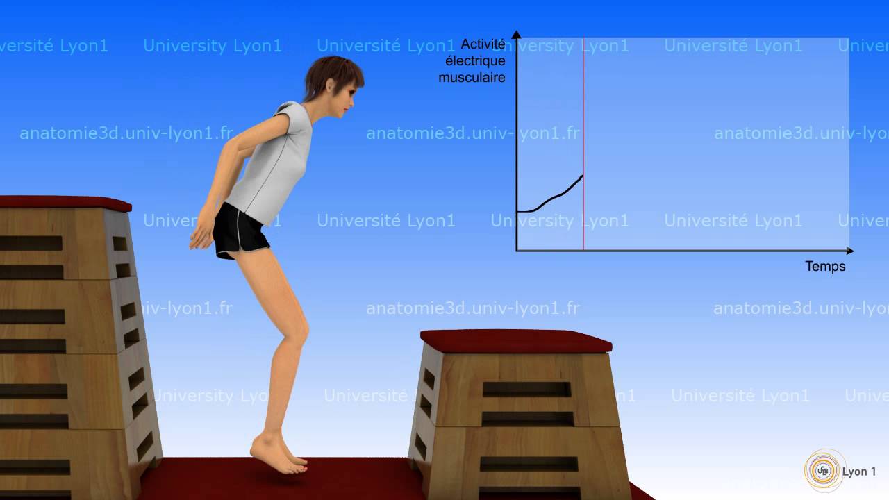 Mouvement réflexe et mouvement volontaire