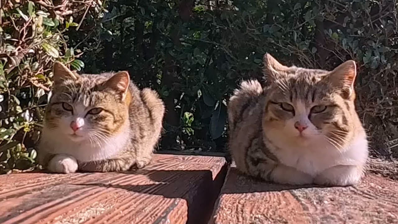 港からプール裏の猫集会所へ行ったら…気づけば猫がどんどん集まってきた🐈🐈🐈