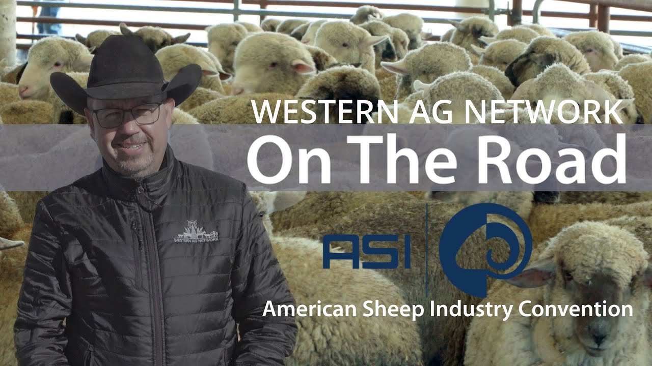 Colorado Hosts American Sheep Industry Association Convention
