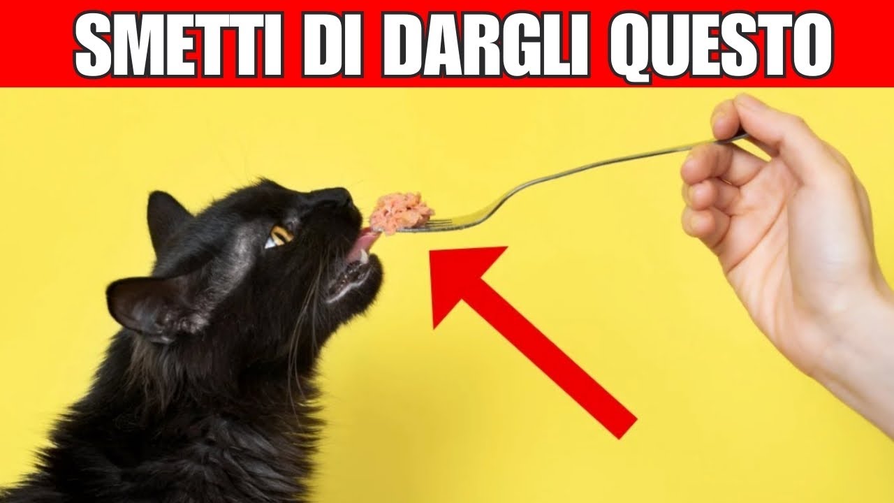 18 alimenti tossici per i gatti (smettete subito di darglieli da mangiare)