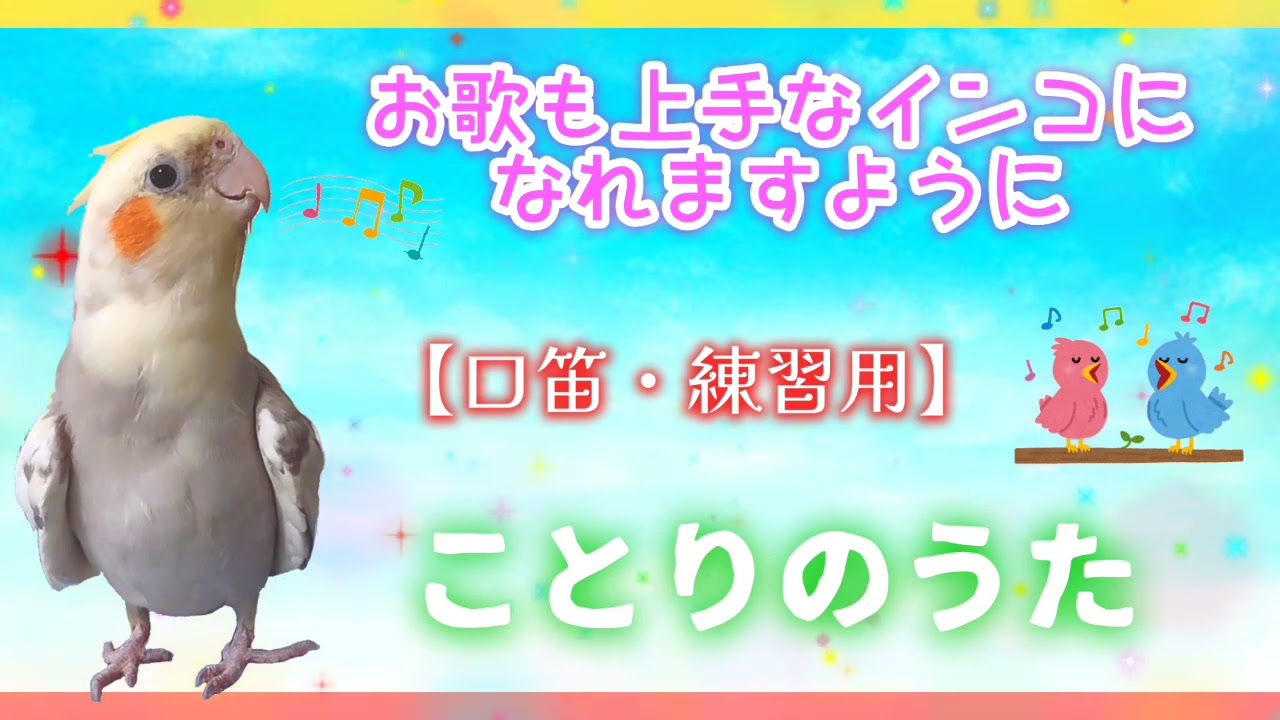 【60分 ことりのうた】Little Birds whistle 60min💕Kotori no uta💕概要欄みてね☺️インコちゃんの口笛練習用にどうぞ🐤💕
