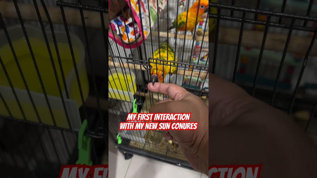 SUN CONURES First Contact 🦜 #birds #parrot #sunconure #freeflight