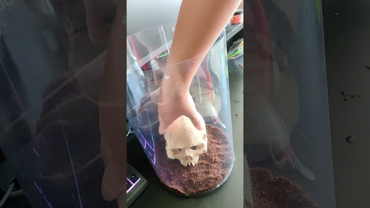 robię nowe  terrarium dla straszyk&oacute;w. unboxing paczki od bioterra