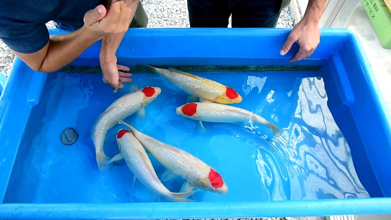 Modern Koi Blog #1068 - Varietät Ginrin Tancho Kohaku im Detail erklärt