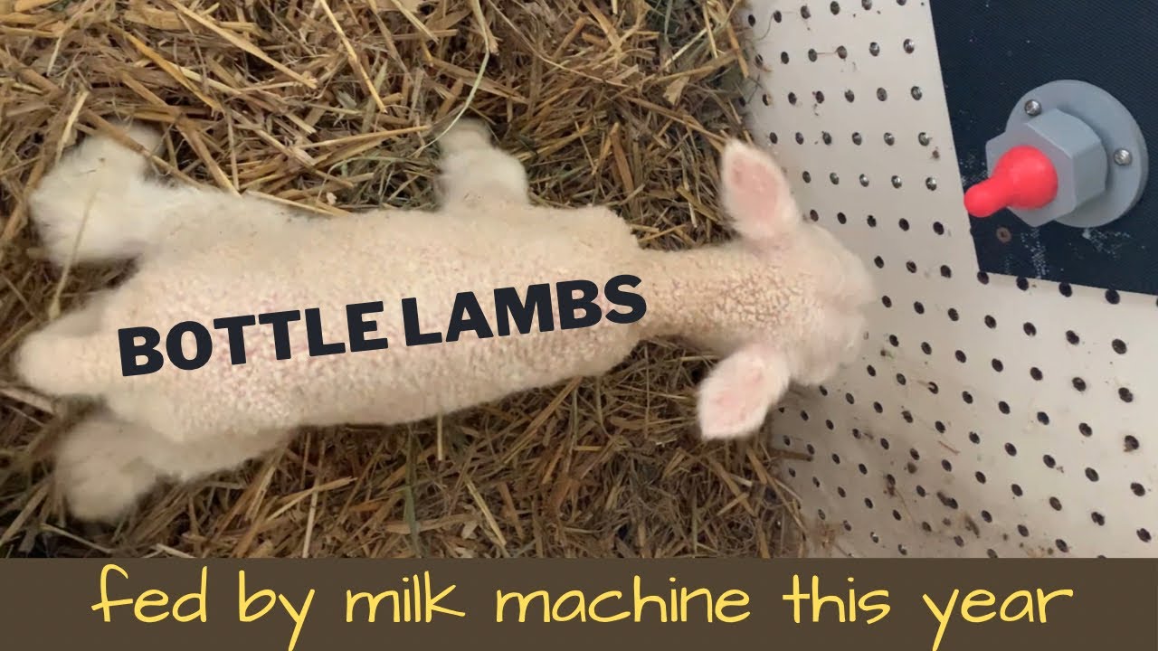 Bottle Lambs are now fed with milk machine improving quality and time