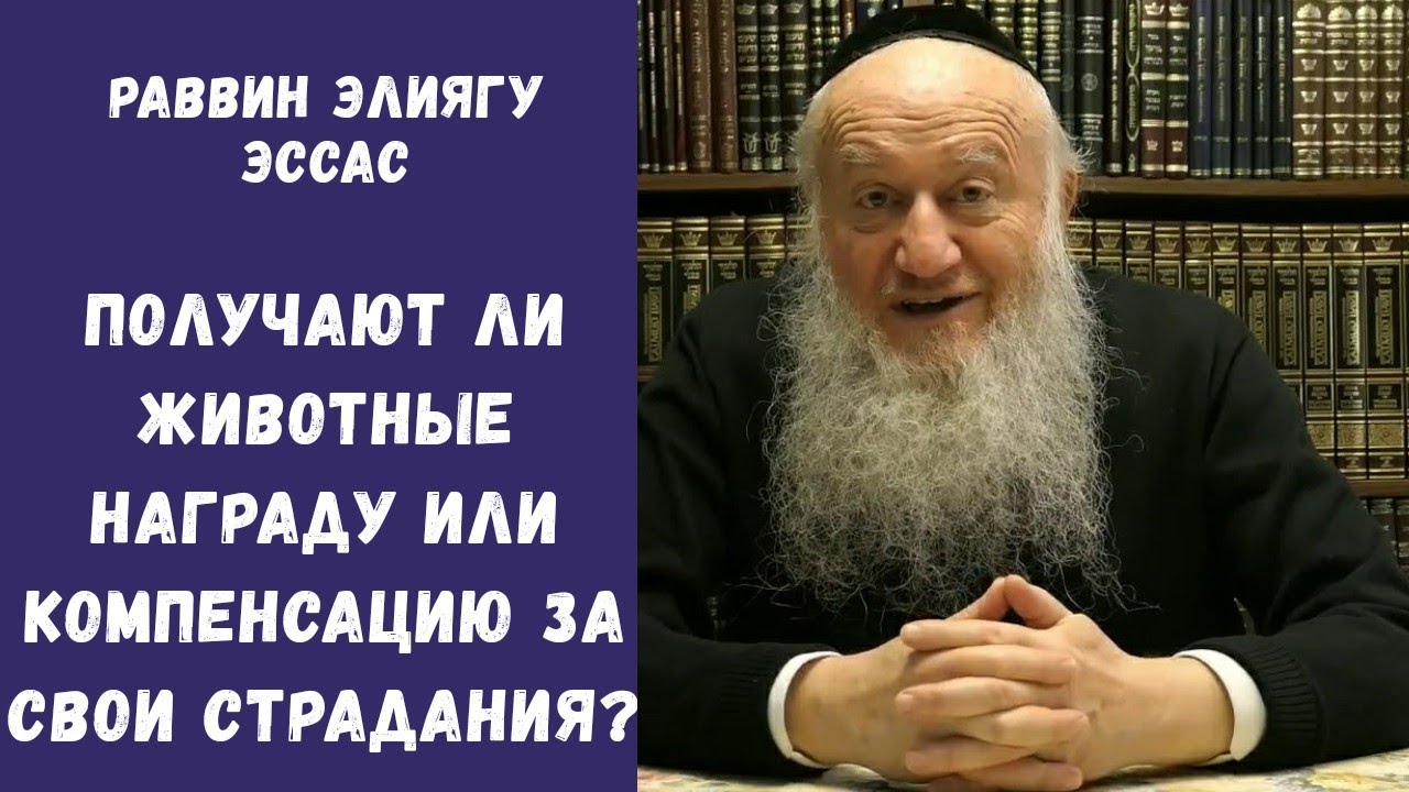 Получают ли животные награду или компенсацию за свои страдания? | Раввин Элиягу Эссас