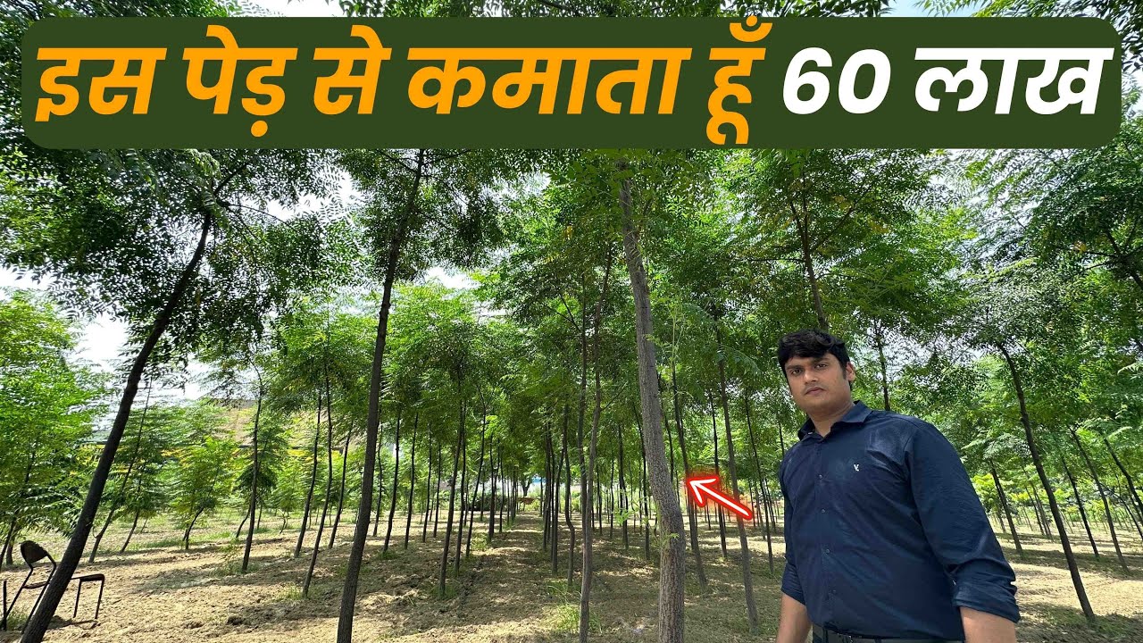 मालाबार नीम से 60 लाख की कमाई Melia Dubia ki Kheti| Malabar Neem Farming 📞93557 11780