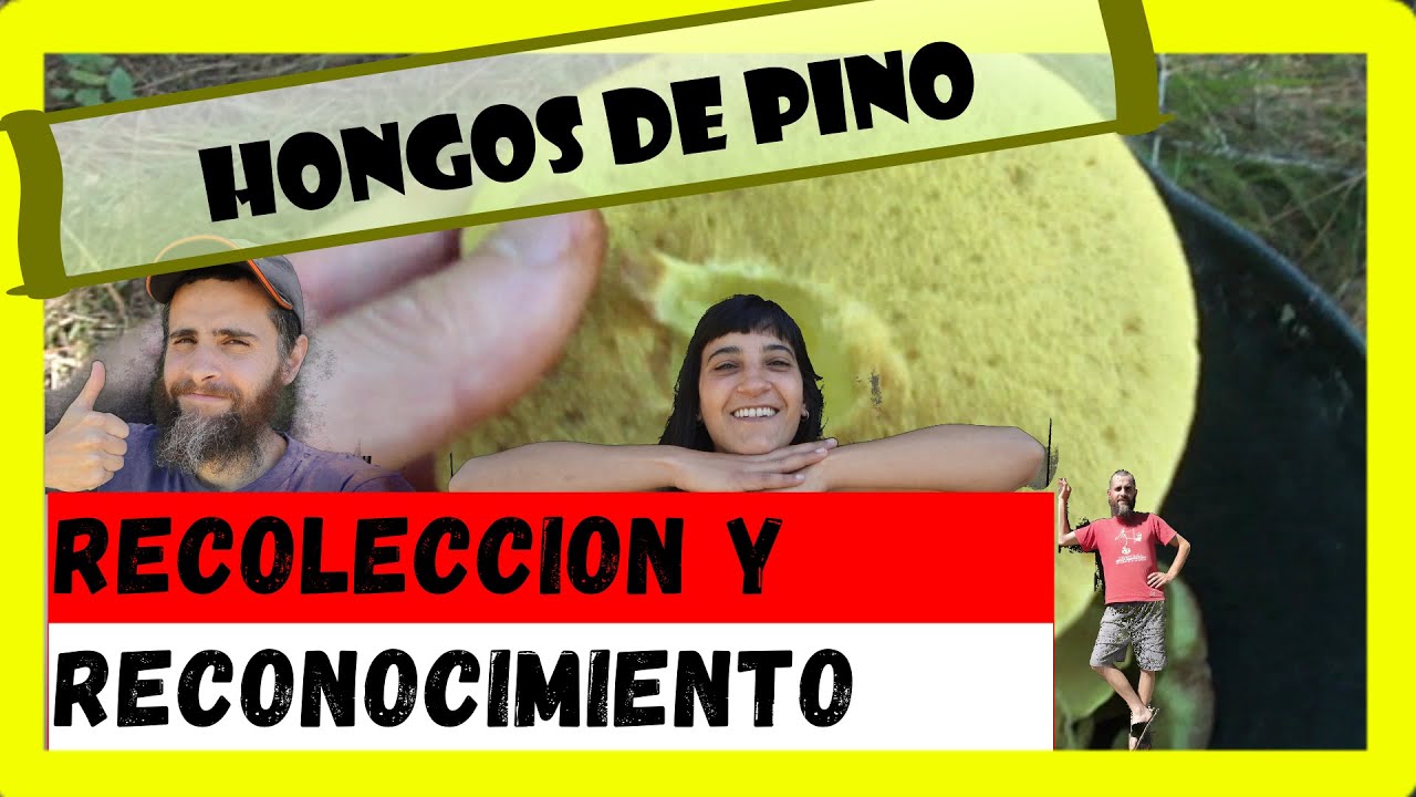 Como reconocer hongos comestibles de pino || Boletales || Suillus || Recoleccion
