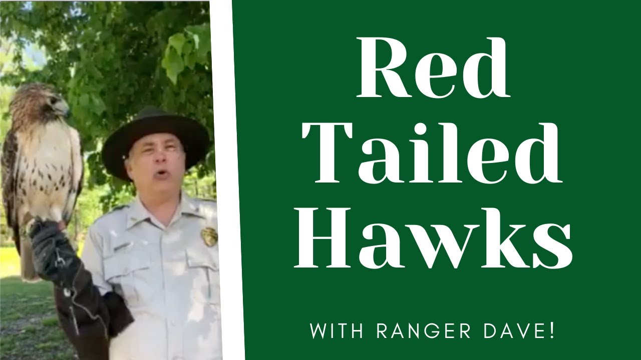 All About Red Tailed Hawks!