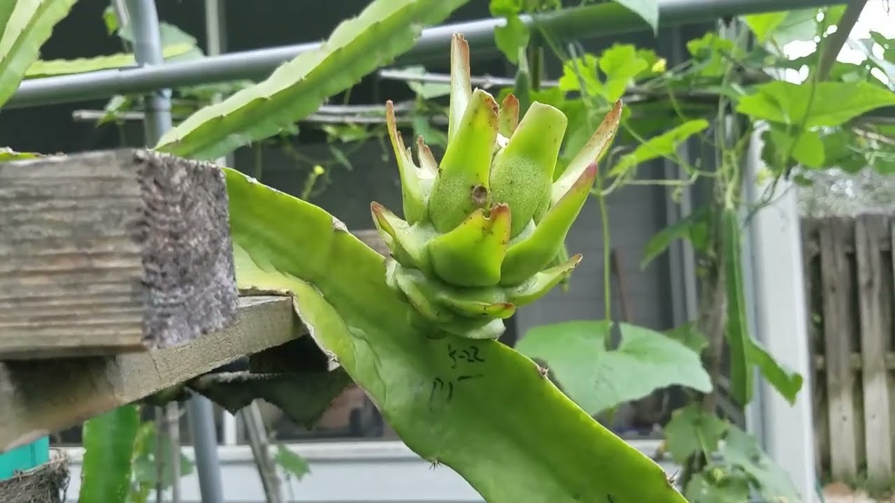 Dragon fruit update 2023.4: Hybrid between Palora and KVA? Another KXT hybrid flowered.