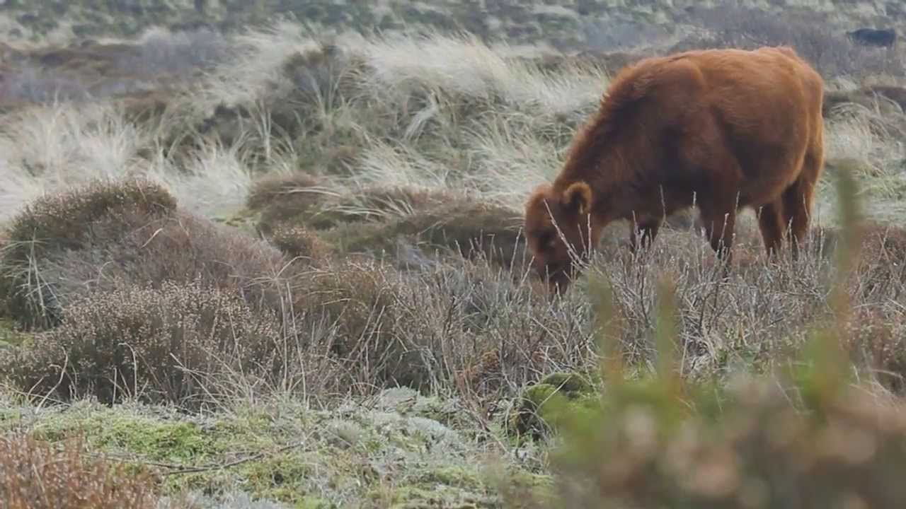Schoorlse Duinen | Mini Movie