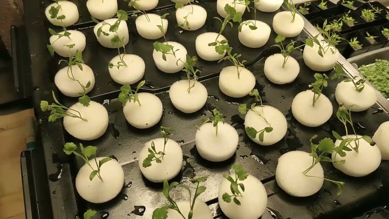 Coriander From Seedling To Aeroponics
