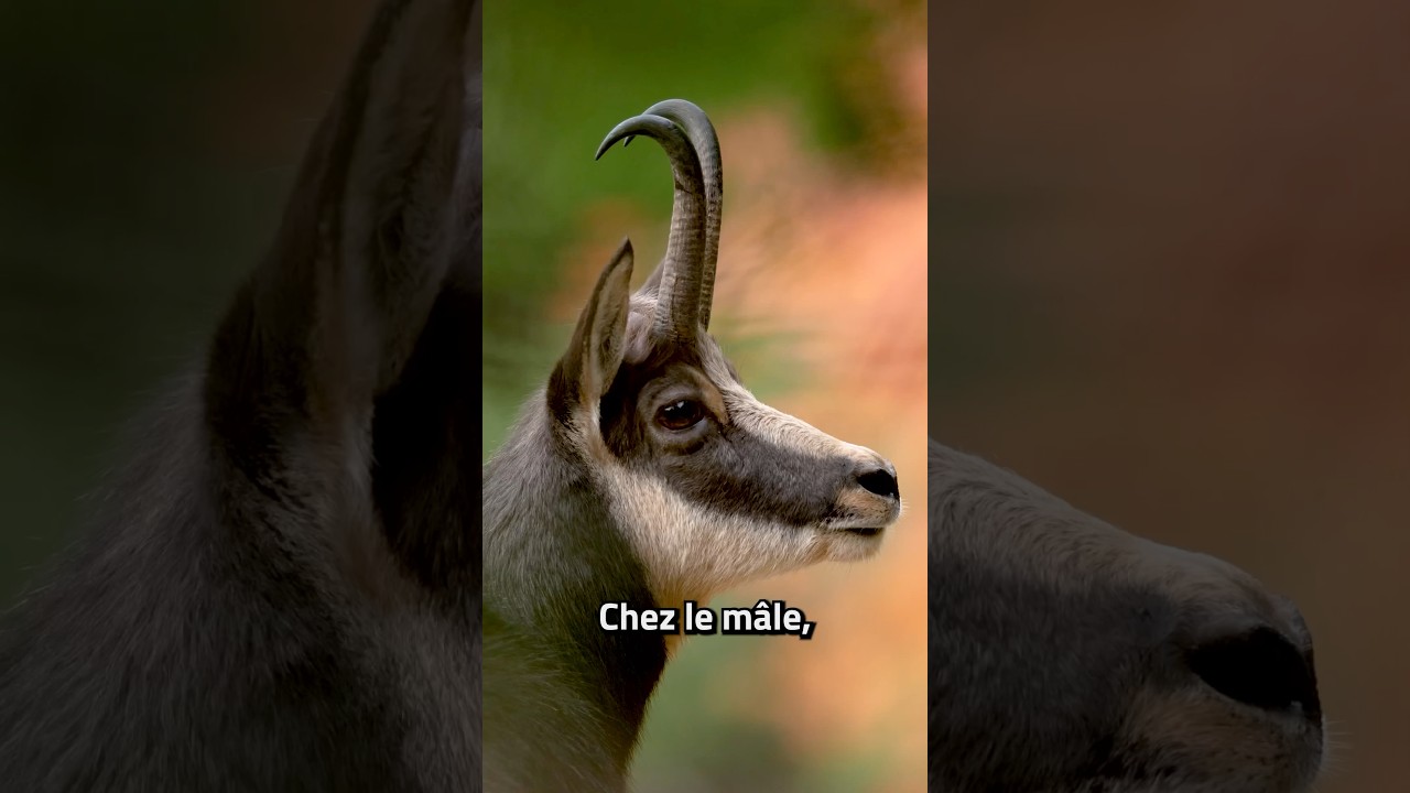 Savez-vous diff&eacute;rencier le m&acirc;le et la femelle chamois ? #wildlife #wildfacts #chamois #nature