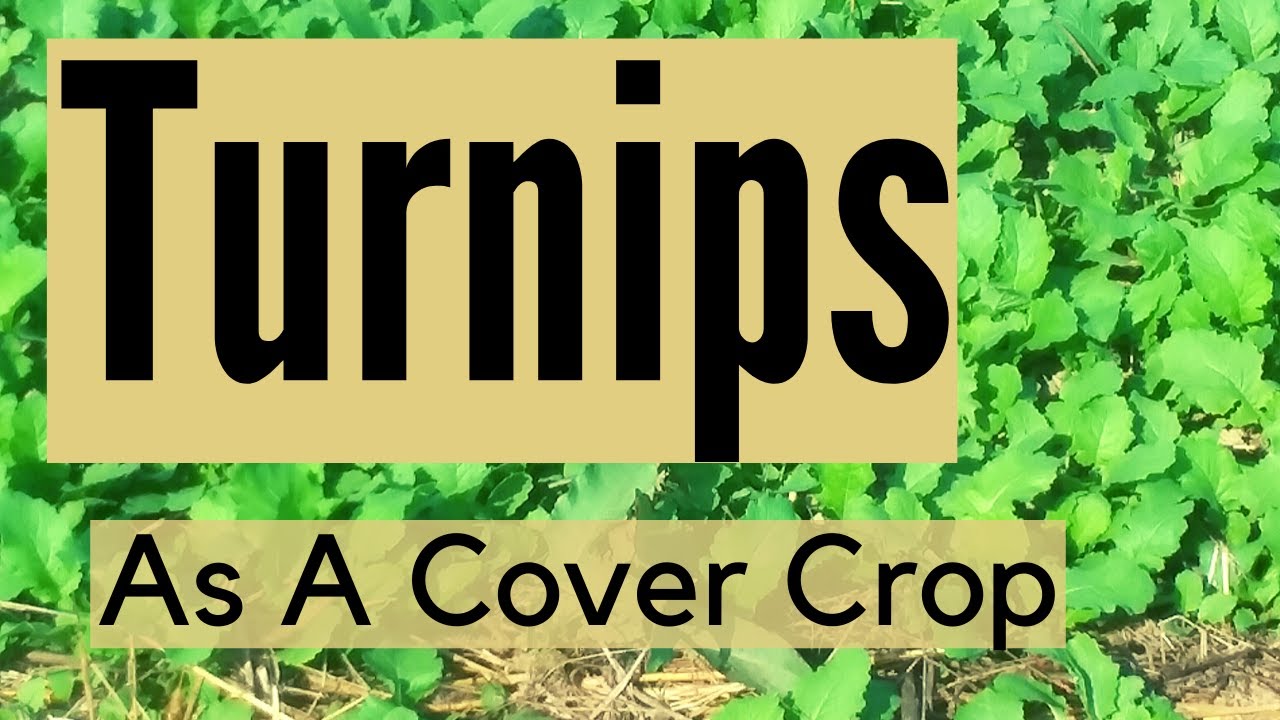 Turnips As A Cover Crop-We'll Graze Them Off With The Sheep