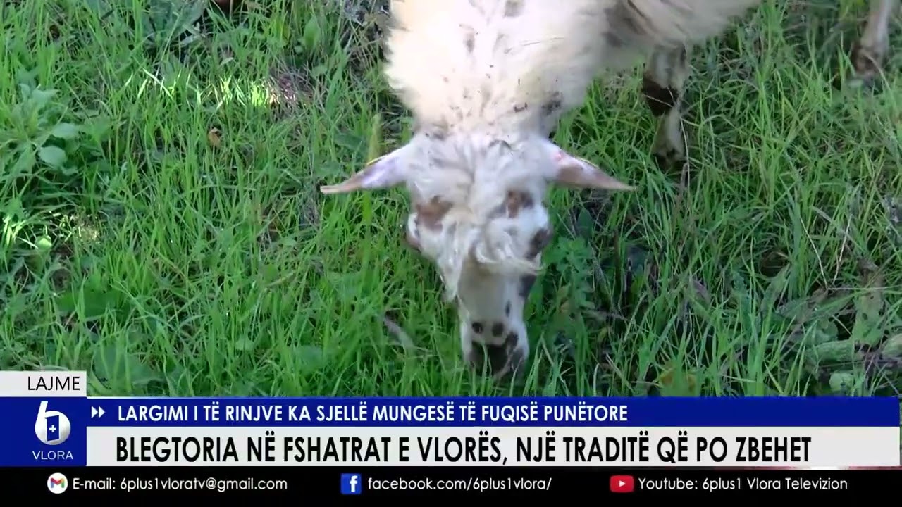 Blegtoria n&euml; fshatrat e Vlor&euml;s, nj&euml; tradit&euml; q&euml; po zbehet