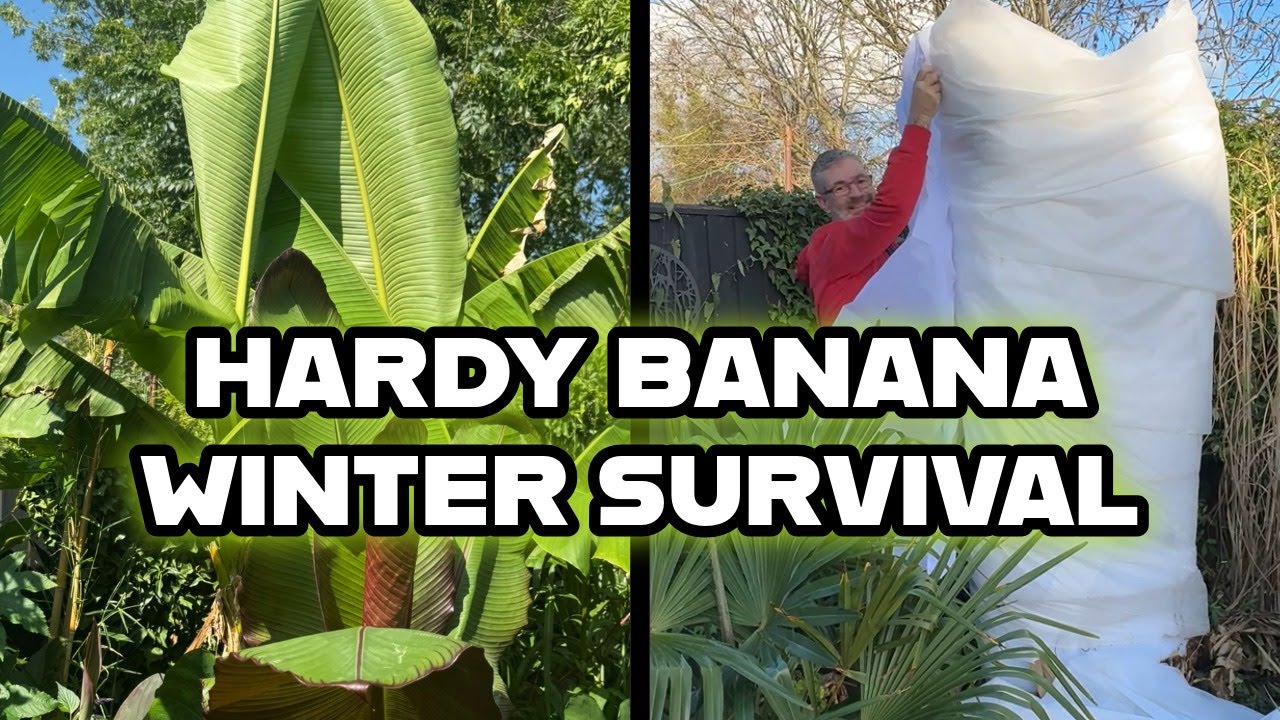 Musa Basjoo Winter Protection: Complete UK Overwintering Guide