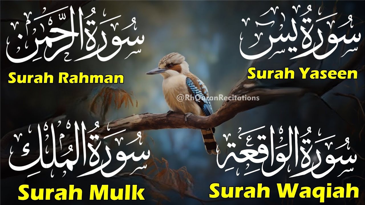 Beautiful Surah Yaseen (Yasin) |Surah Rahman | Surah Waqiah |Surah Mulk | Ep 72