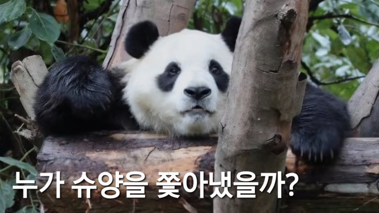 3.18 누가 슈양을 쫓아냈을까? 푸바오 현지 해설 라이브 #푸바오 #슈양 #에세이삼촌