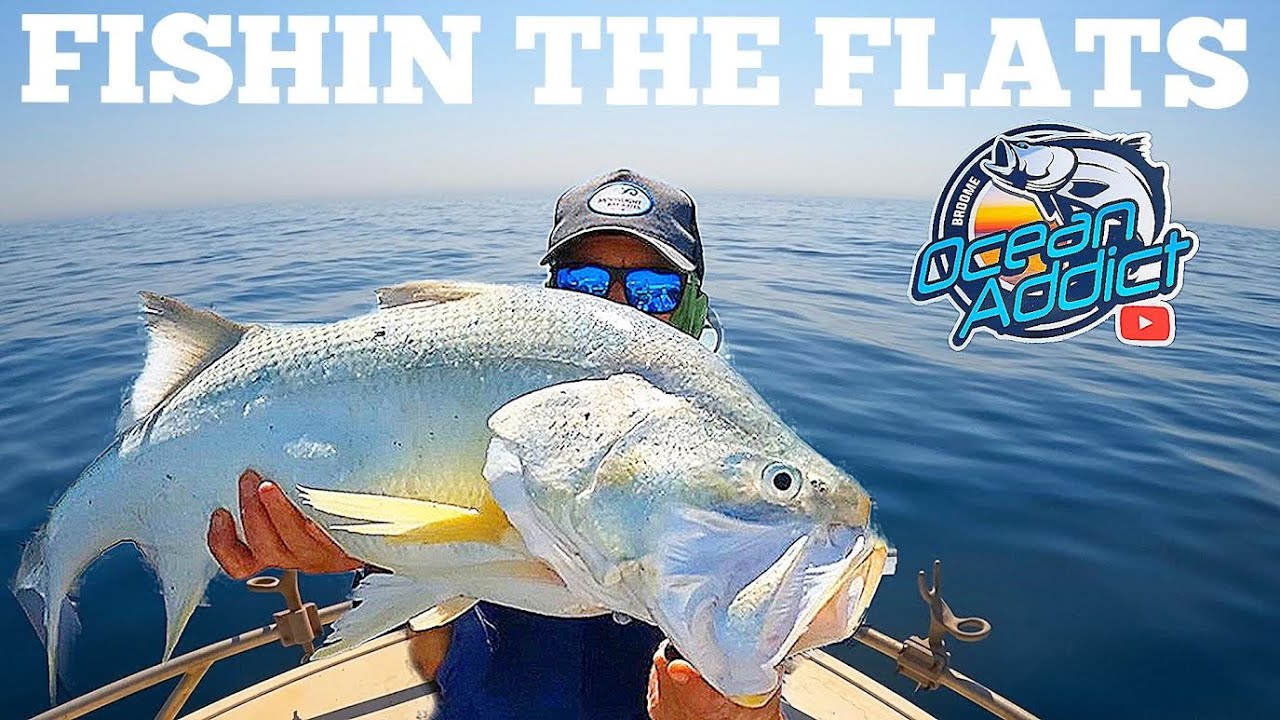 These Fish could pull a Barramundi Backward! Shark Attack!! Cast Net Review @plusinno