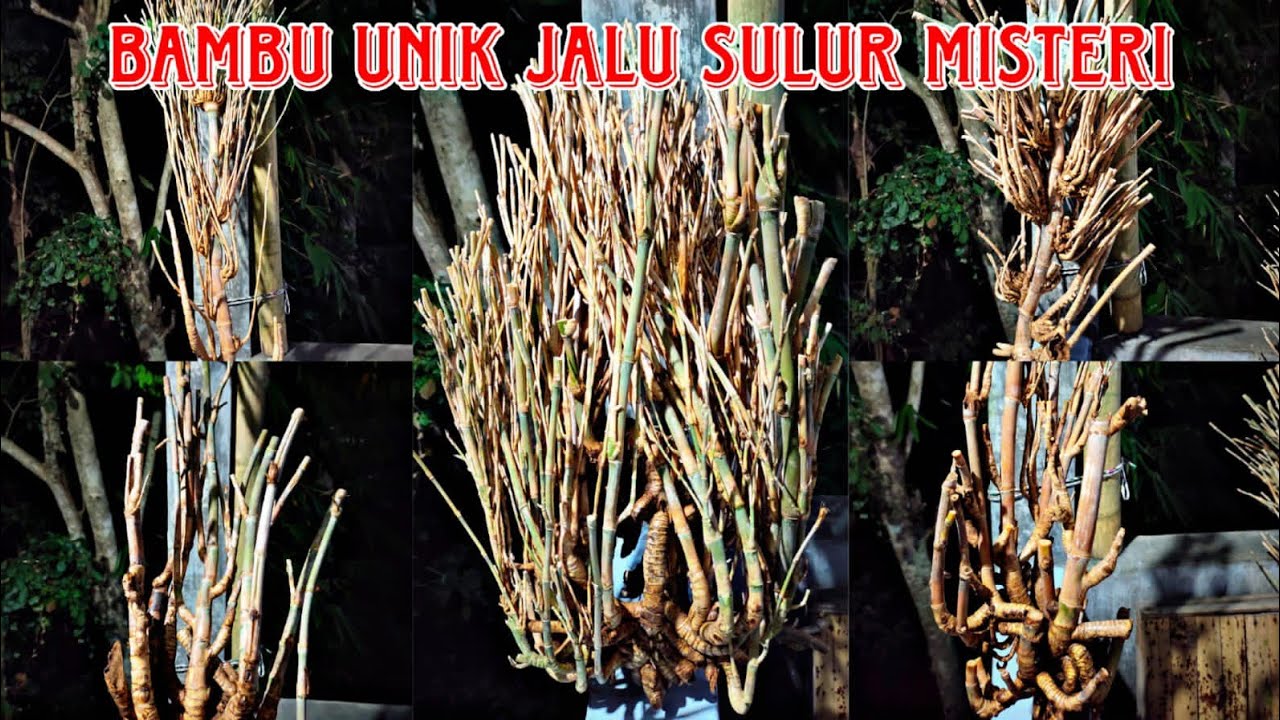DI LUAR DUGAAN MBOLANG DAPAT BAMBU UNIK JALU SULUR SUPER LANGKA