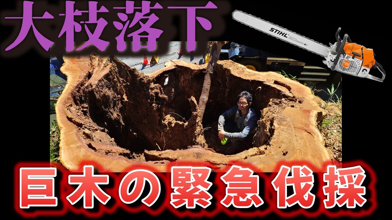 【緊急伐採】今にも崩壊しそうな巨木を伐りました
