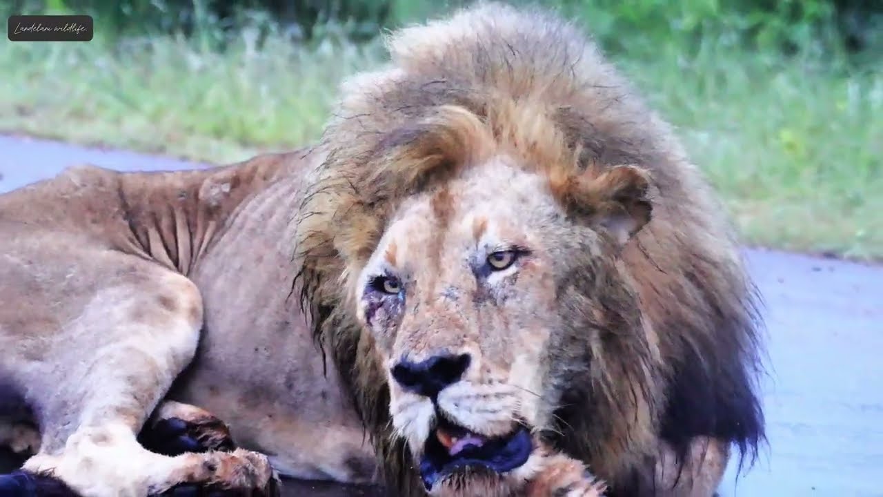 A short story of Shaka and Zigzag. Lions in Kruger. 2024 recap.