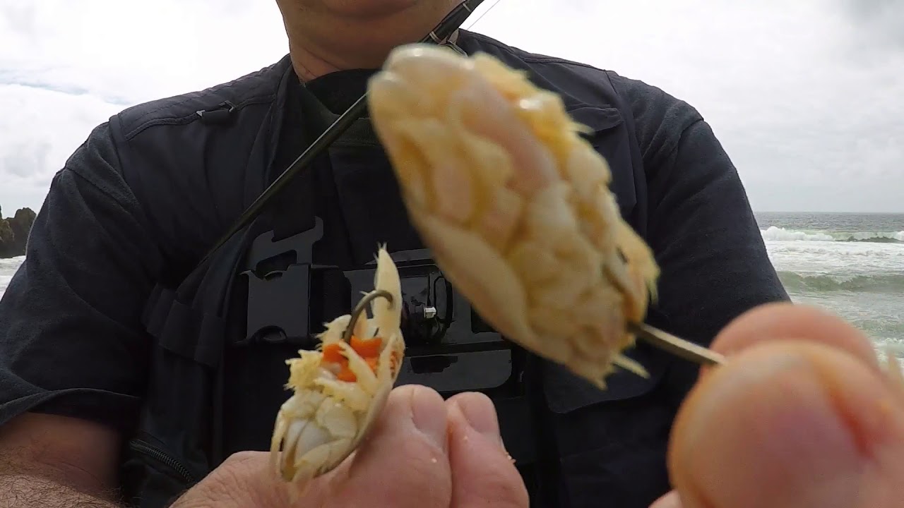 The Best 2 Ways to Put Sand Crabs on Fishing Hooks