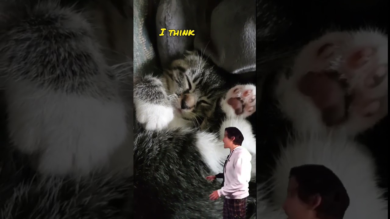 My Precious Cat 🥰 