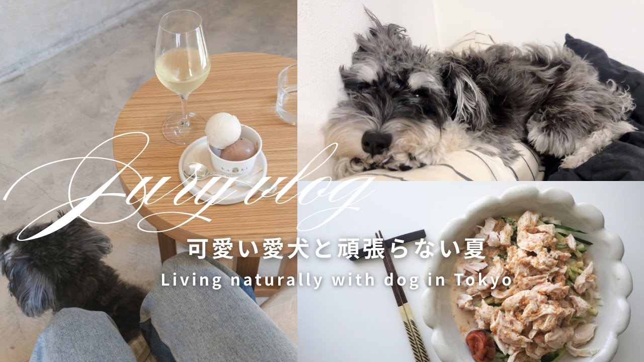 【Tokyo vlog】疲れる夏を愛犬と元気に乗り切る方法 | ポジティブな日常 |可愛いミニチュアシュナウザー