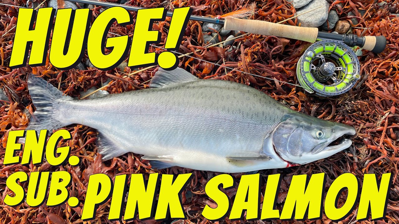 Giant Pink Salmon on a 6wt fly rod - English Subtitle - Northern Norway 2023