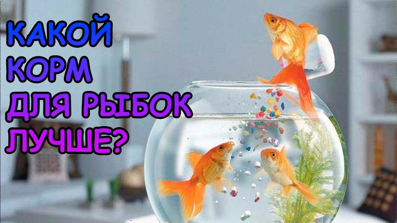 КАКОЙ КОРМ ДЛЯ РЫБОК ЛУЧШЕ? #АКВАМЕН #АНТИЛОПУХ