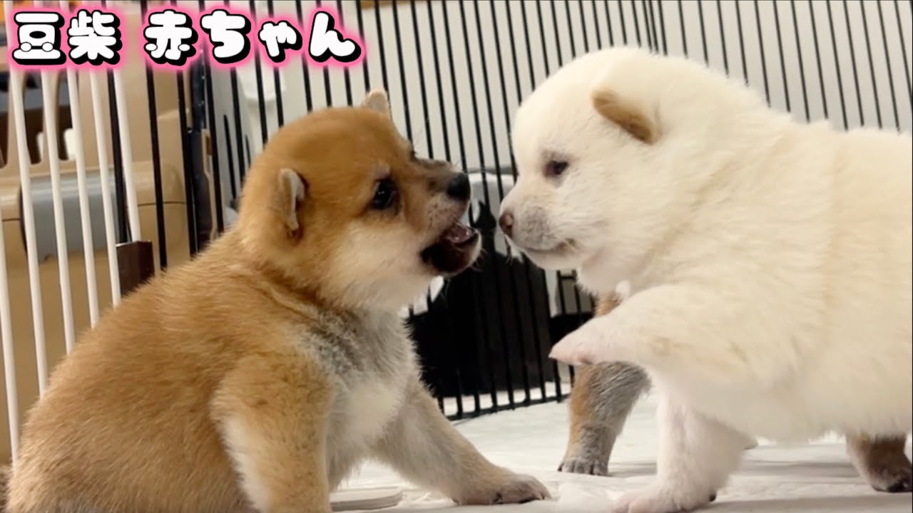 【豆柴犬】トコトコ歩けるようになった赤ちゃんが可愛すぎて悶絶です！！！【子犬と癒し】まめしば亭ブログvlog