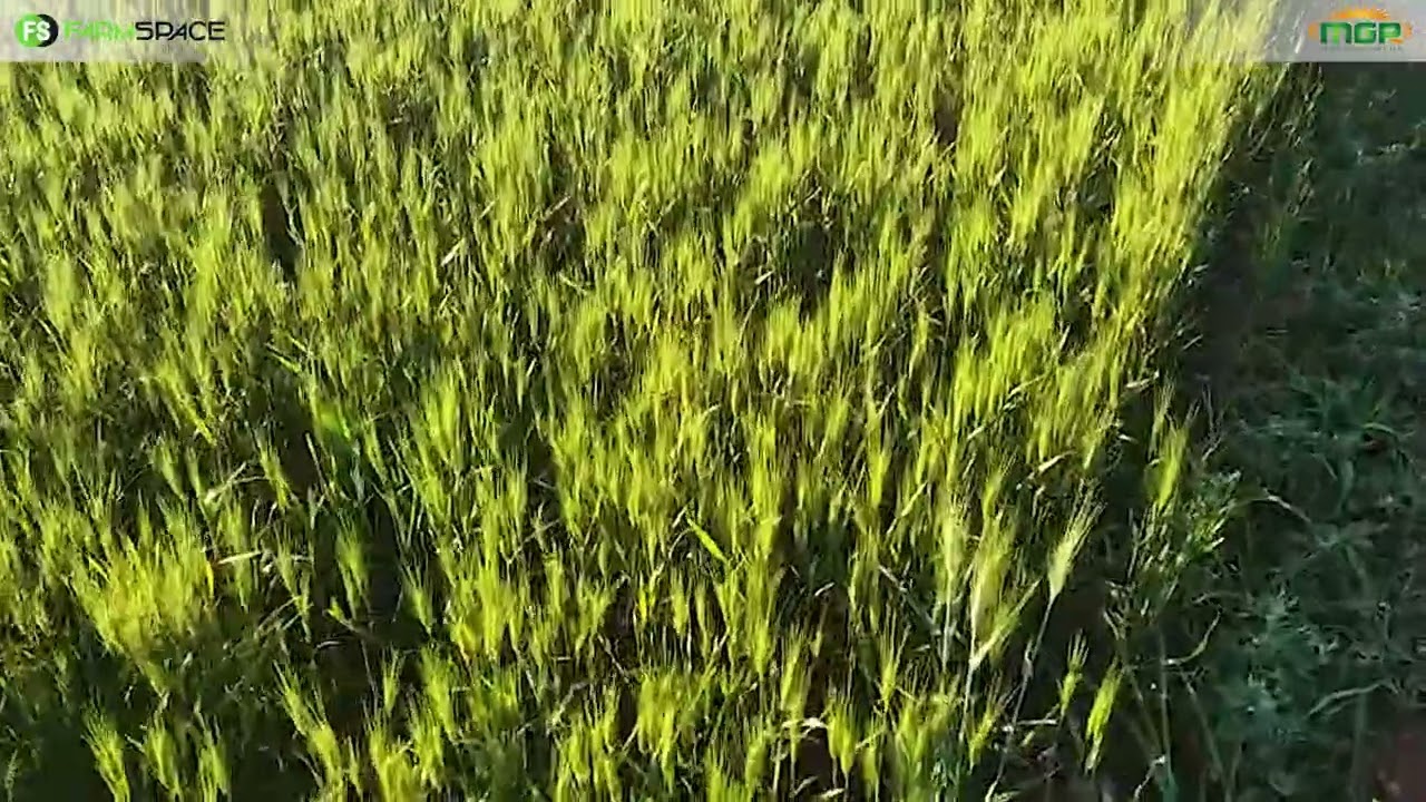 Het jy al ooit 'n onkruiddoder 'oepsie' gehad? Kyk na MaxGrowPlus se blaarvoeder!