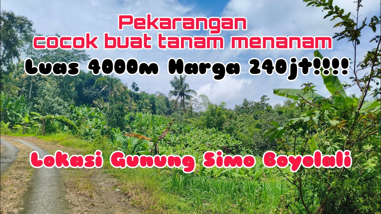 PEKARANGAN COCOK BUAT NANAM ALPUKAT 4000m Harga 240jt!!! GUNUNG SIMO BOYOLALI