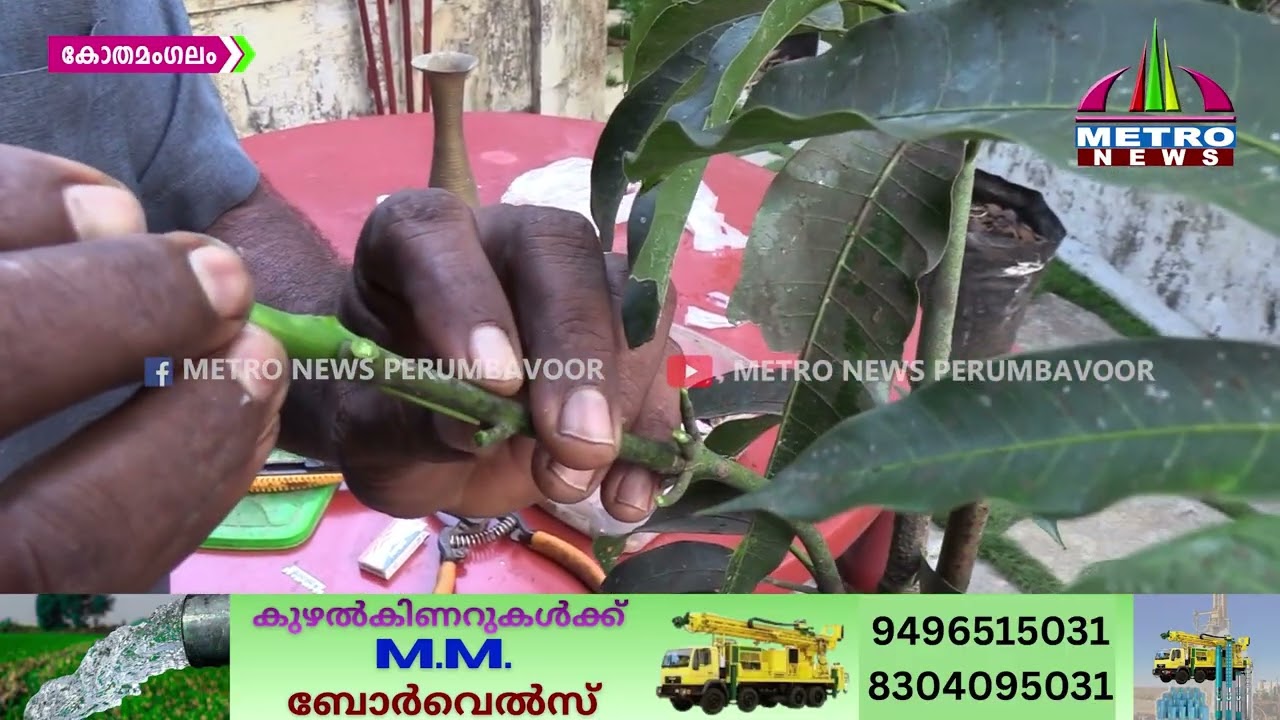 ഒരൊറ്റ മാവില്‍ നിന്നും 35 ഇനം മാങ്ങ, മത്തായിക്കുഞ്ഞിന്റെ മള്‍ട്ടി ഗ്രാഫ്റ്റിംഗ് വിശേഷങ്ങൾ അറിയാം..