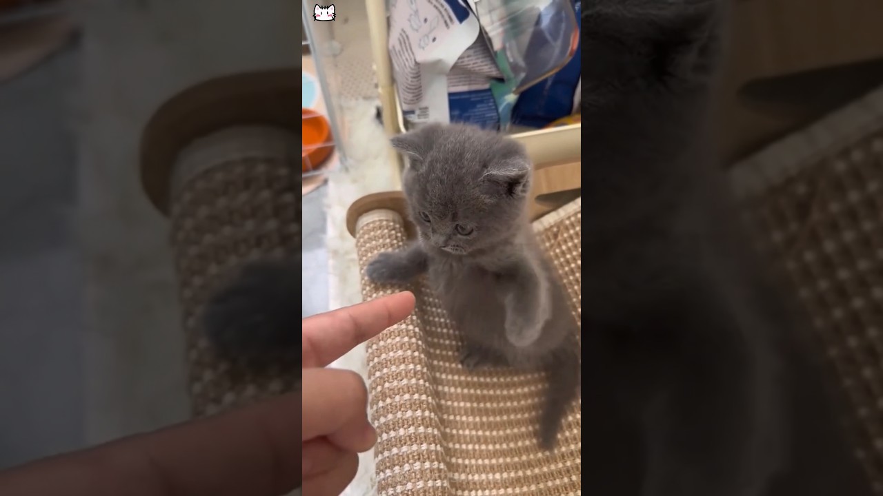 Cute Cat #foryou #cute #funny #cat #pets #funnycats #catlovers