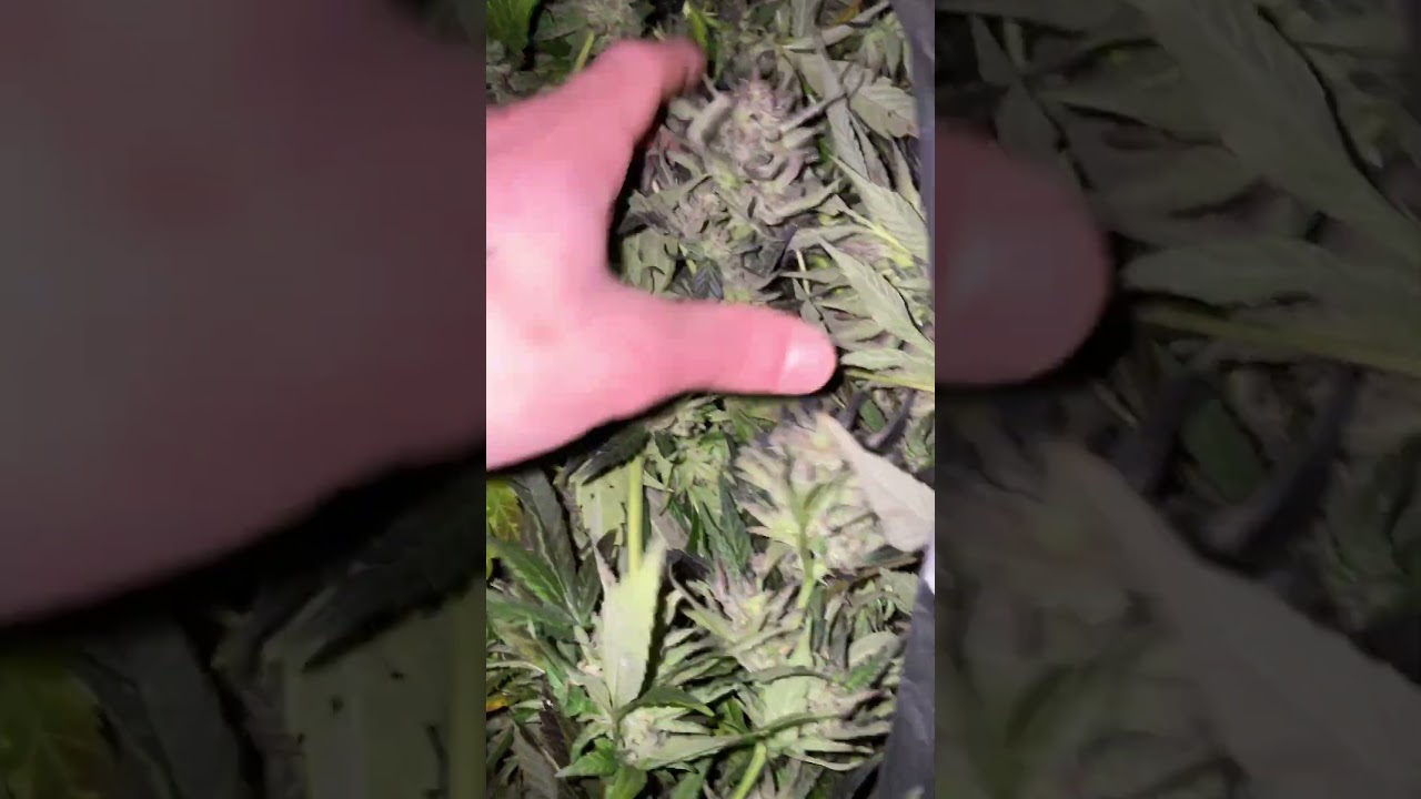 Harvesting uk outdoor wedding cake guerrilla grow. #plants #cannabisheals #cannabisdaily #outdoors