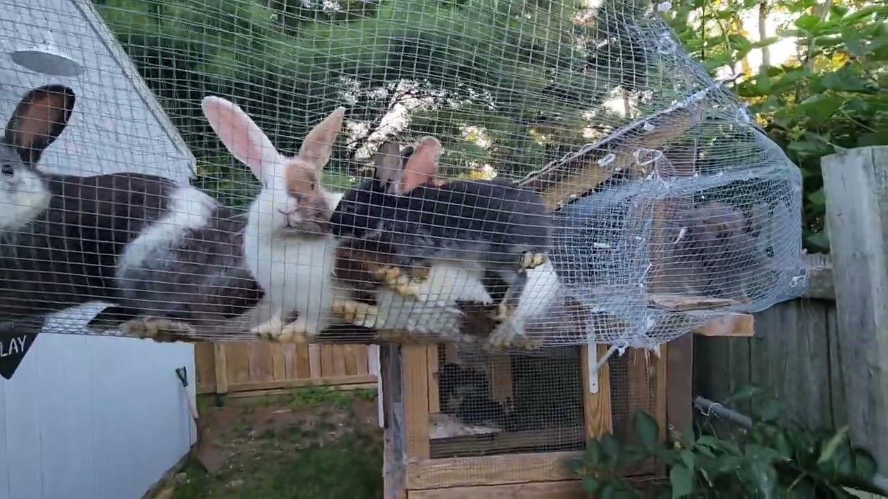 leash free pet walking in a group, well sort of 😁🐰🐇