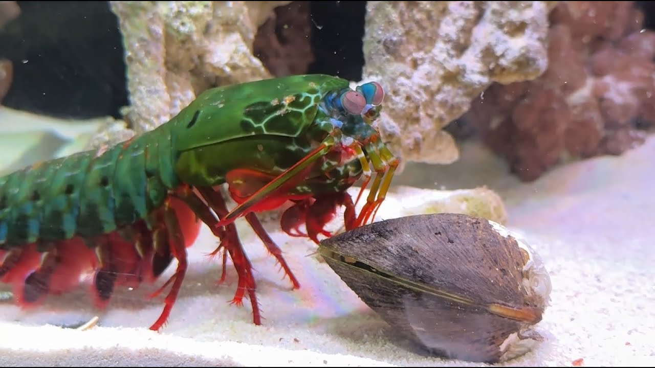 Mantis Shrimp: Cracking Open Nature's Fortresses