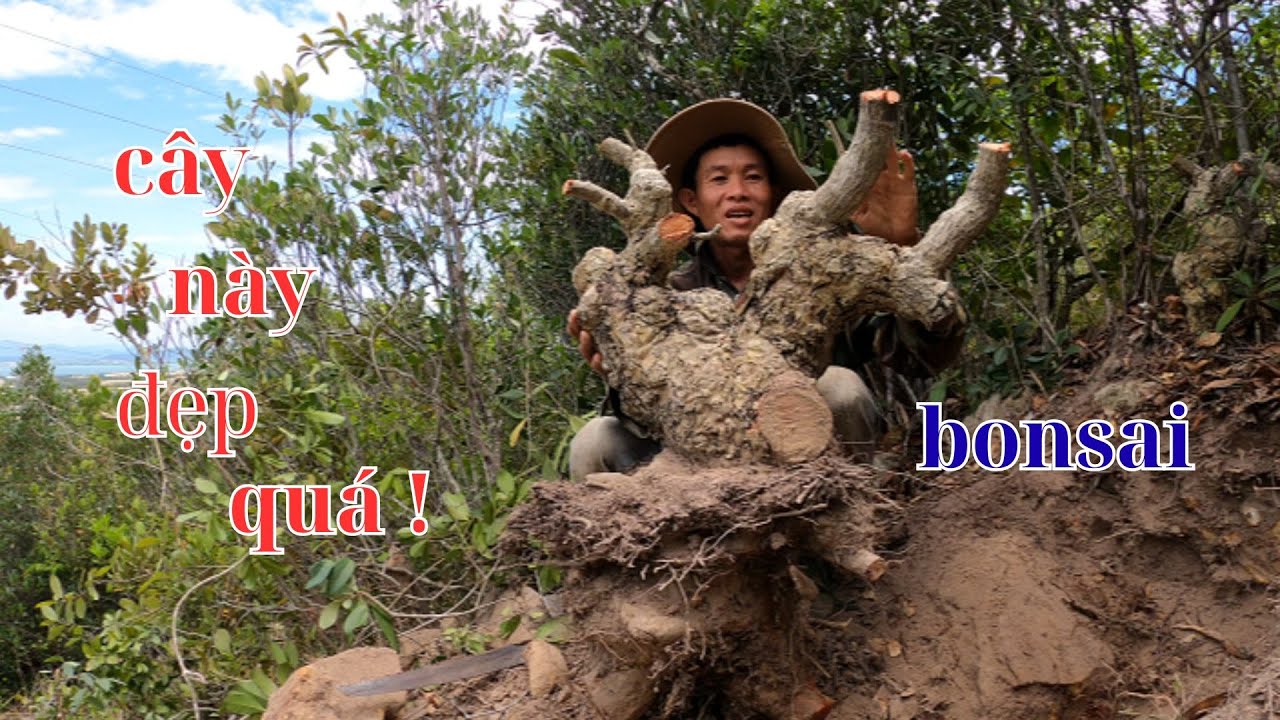 đi khai thác những cây bonsai đẹp và được hái nhiều loại trái cây rừng