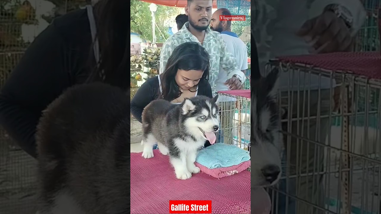 Pat Market Kolkata /lowest price puppy dog/Gallif Street dogs/dog market kolkata
