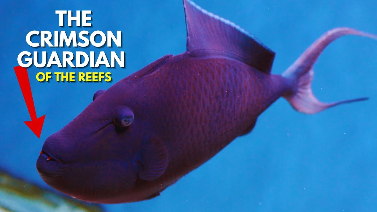 THE CRIMSON GUARDIAN OF THE REEFS: The Red-Toothed Triggerfish - Odonus niger
