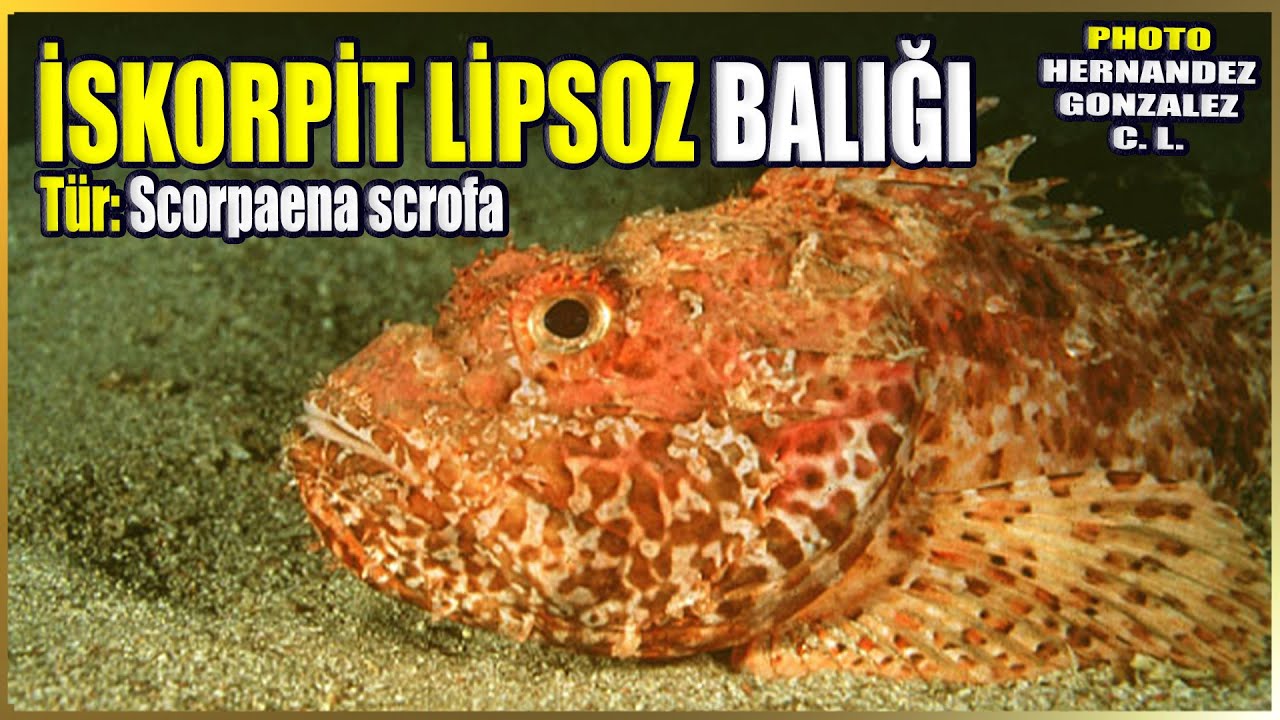 İskorpit Balığı Hakkında Bilgi | Scorpaena scrofa | Akdeniz Balıkları