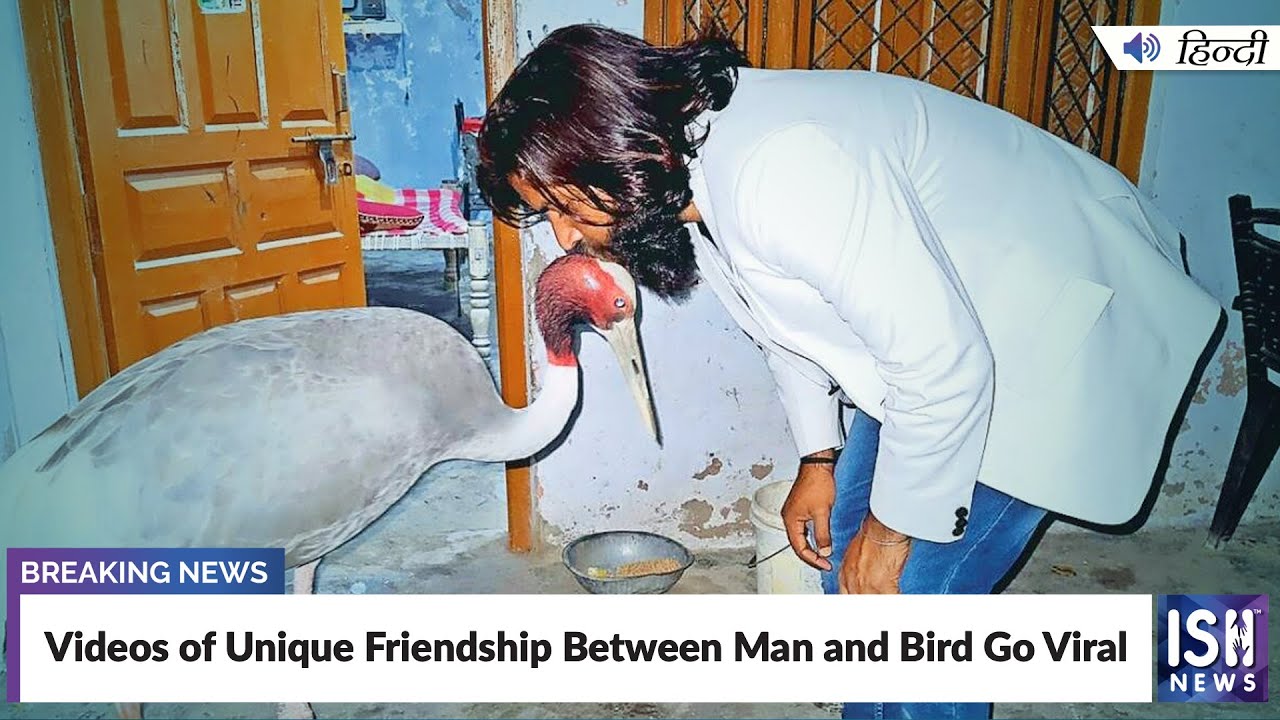 Videos of Unique Friendship Between Man and Bird Go Viral | ISH News