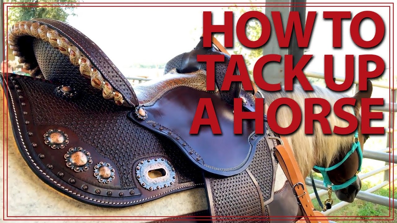 How to Saddle a Horse (Western Style) | Jeffers Equine