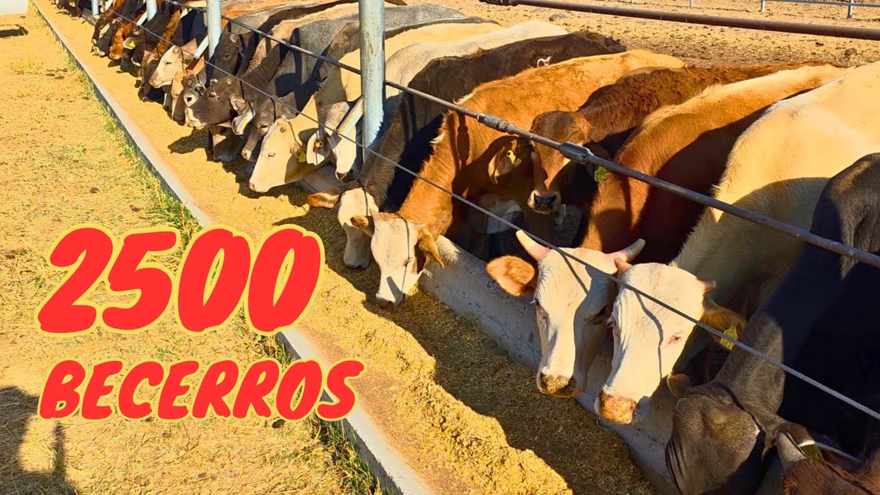 Visitamos una PRE-ENGORDA con más de 2,500 becerros en Jalisco 